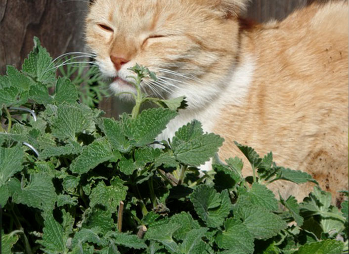 Connaissez-vous l'herbe à chat ou la cataire ? Effets, avantages