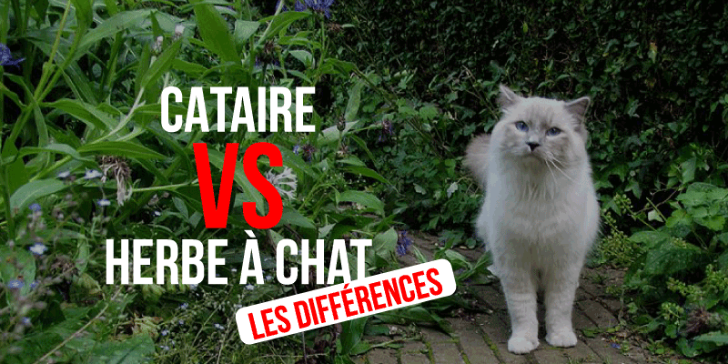 Herbe à chats et herbe aux chats : Des différences importantes !