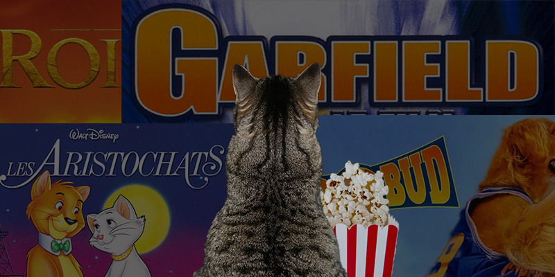 10 films à voir avec votre chat !