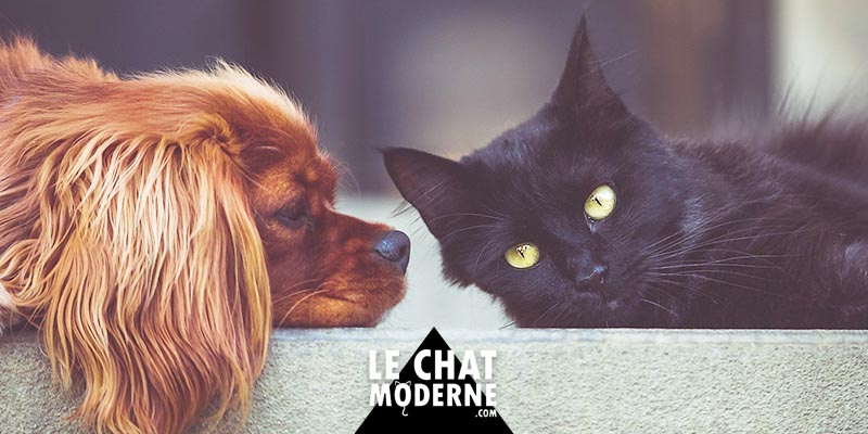 [TUTO] Faire cohabiter un chien et un chat ?