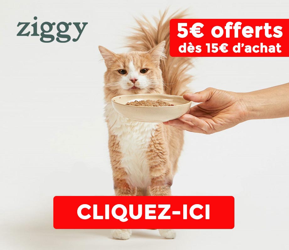 Comment bien conserver les croquettes et pâtées de son chat – Ziggy