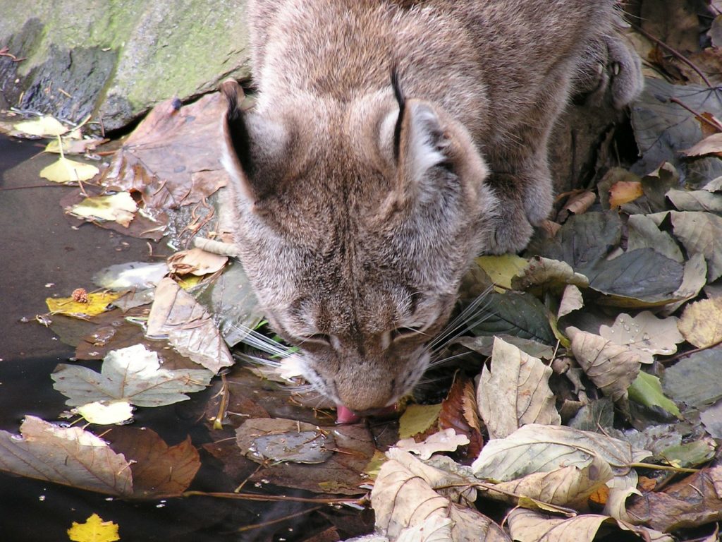 Aider son chat à s'hydrater : Les Astuces | Le Chat Moderne
