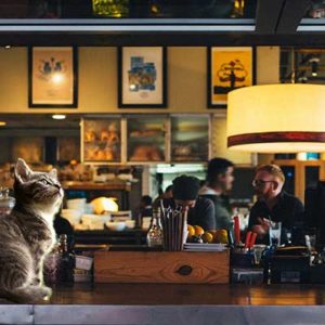 [TOP 15] Les meilleurs bars à chats en France !