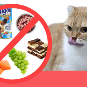 Amikinos Reference Croquette Chat Conseil Le Chat Moderne