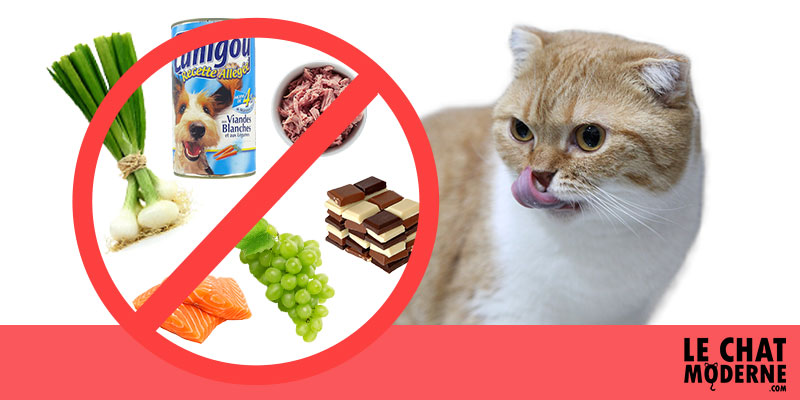 La liste des 10 aliments à ne jamais donner à un chat !