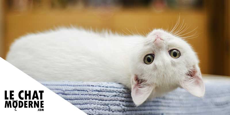Massage chez le chat : où et comment le caresser ?
