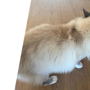 Test produit : La nouvelle pâtée en filets Franklin pour chats