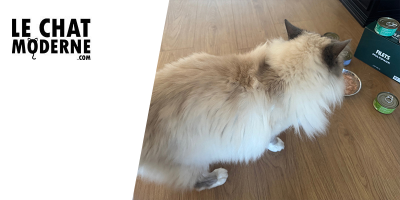 Test produit : La nouvelle pâtée en filets Franklin pour chats