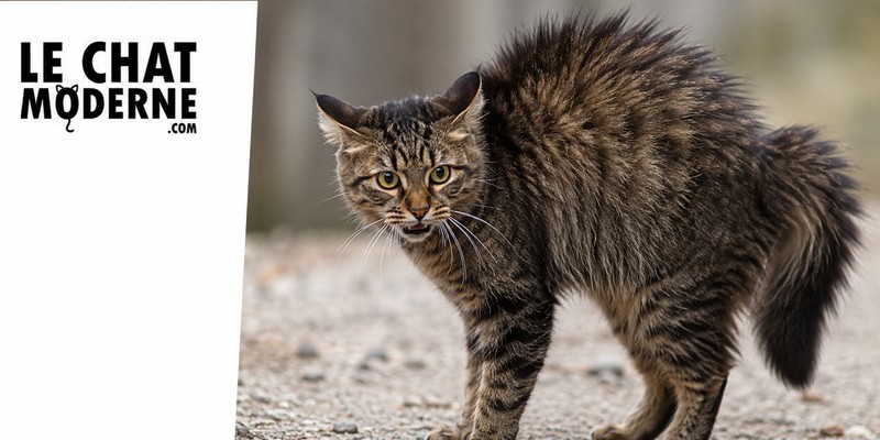 Pelage fiévreux chez le chat : causes, symptômes et solutions